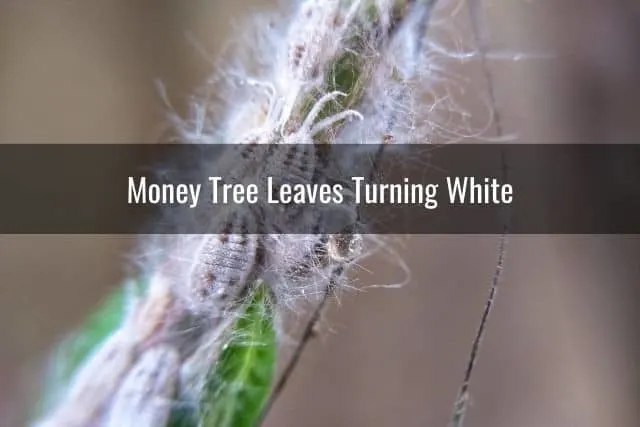 Money Tree Leaves Turning White
