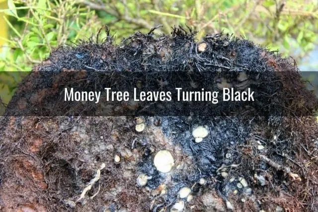 Money Tree Leaves Turning Black