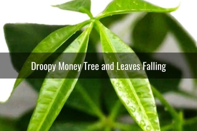 Droopy Money Tree and Leaves Falling