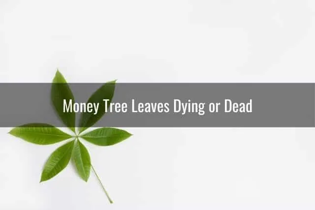 Money Tree Leaves Dying or Dead