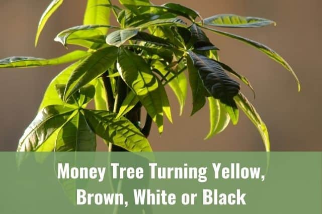 Money Tree Turning Yellow, Brown, White or Black