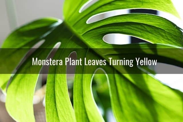 Monstera Plant Leaves Turning Yellow