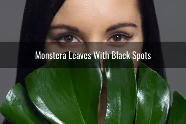 Monstera Leaves With Black Spots