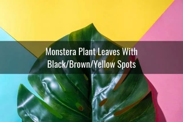 Monstera/Swiss Cheese Plant Leaves With Black/Brown/Yellow Spots