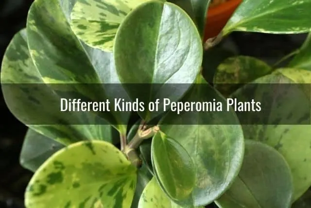 Different Kinds of Peperomia Plants