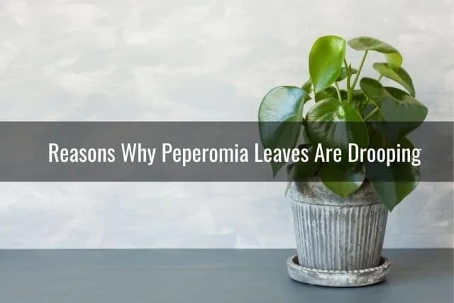Reasons Why Peperomia Leaves Are Drooping