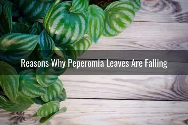Reasons Why Peperomia Leaves Are Falling
