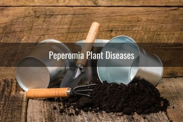 Peperomia Plant Diseases