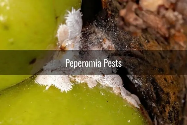 Peperomia Pests