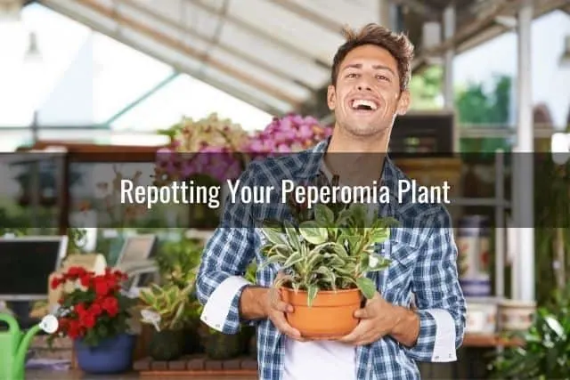 Repotting Your Peperomia Plant