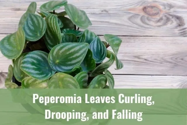 Peperomia Leaves Curling, Drooping, and Falling