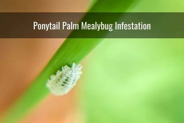 Ponytail Palm Mealybug Infestation