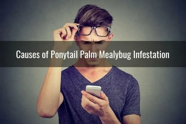 Causes of Ponytail Palm Mealybug Infestation