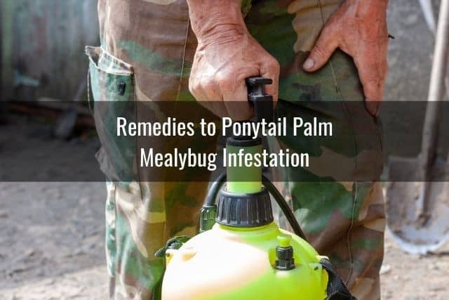 Remedies to Ponytail Palm Mealybug Infestation