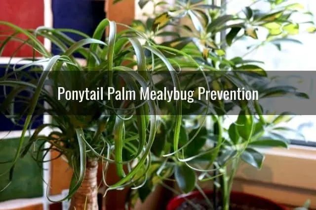 Ponytail Palm Mealybug Prevention