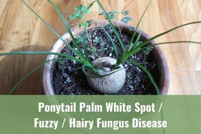 Ponytail Palm White Spot / Fuzzy / Hairy Fungus Disease