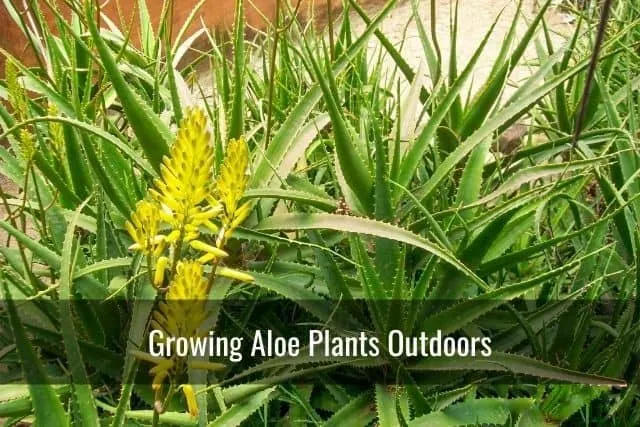 Growing Aloe Plants Outdoors