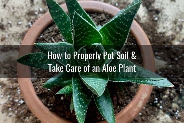 How to Properly Pot Soil & Take Care of an Aloe Plant