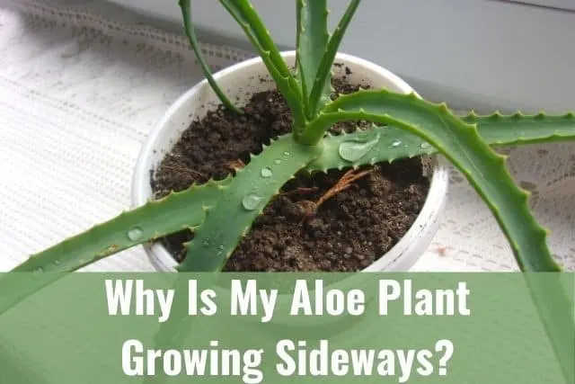 Why Is My Aloe Plant Growing Sideways?