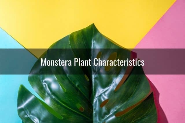 Monstera Plant Characteristics