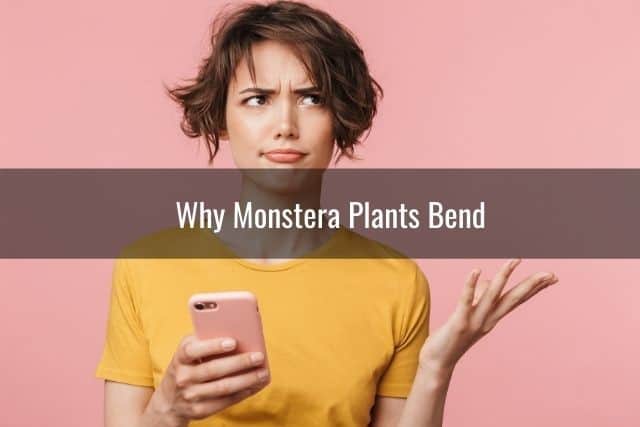 Why Monstera Plants Bend