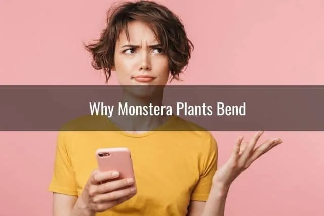 Why Monstera Plants Bend