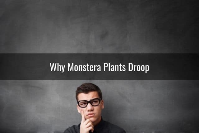Why Monstera Plants Droop