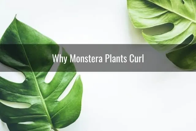 Why Monstera Plants Curl