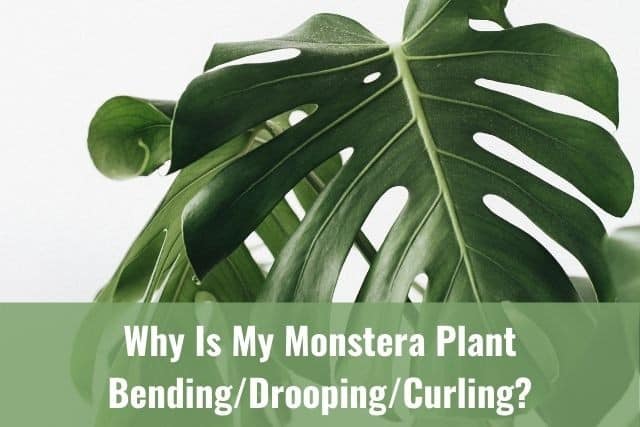 Why Is My Monstera/Swiss Cheese Plant Bending/Drooping/Curling?