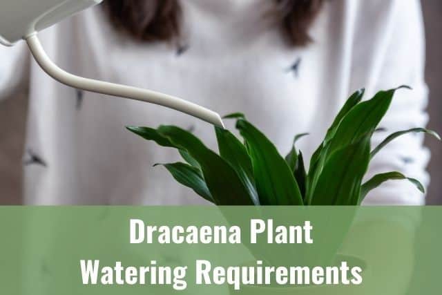 Dracaena Plant Watering Requirements