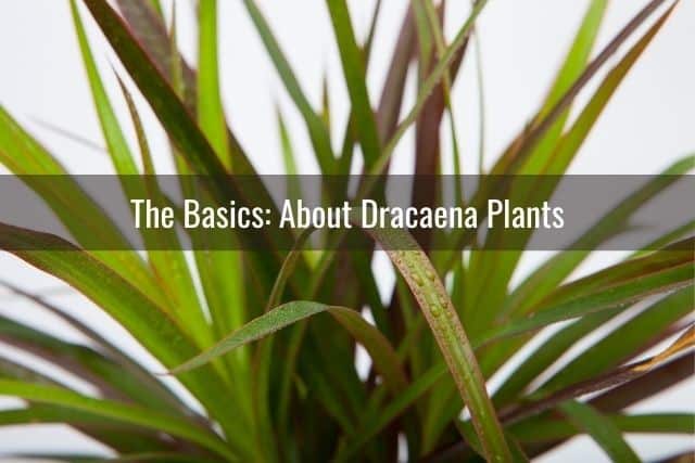 The Basics: About Dracaena Plants