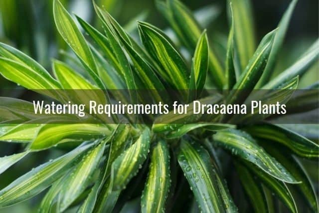 Watering Requirements for Dracaena Plants