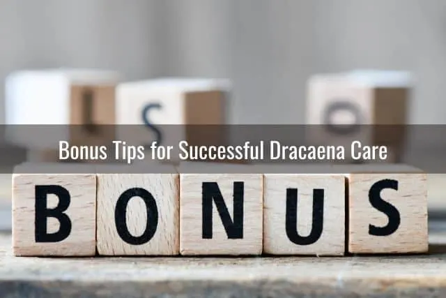 Bonus Tips for Successful Dracaena Care