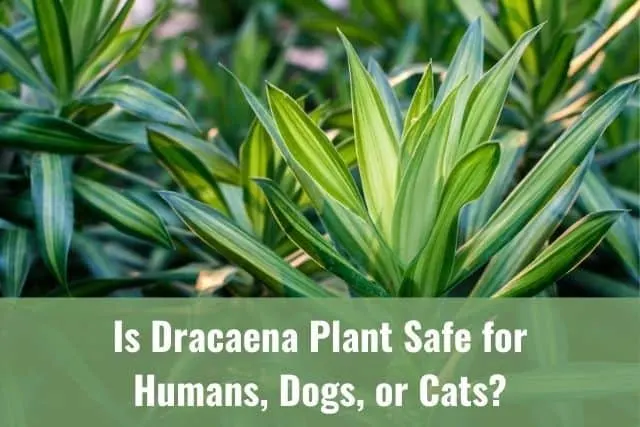 Is Dracaena Plant Safe for Humans, Dogs, or Cats?