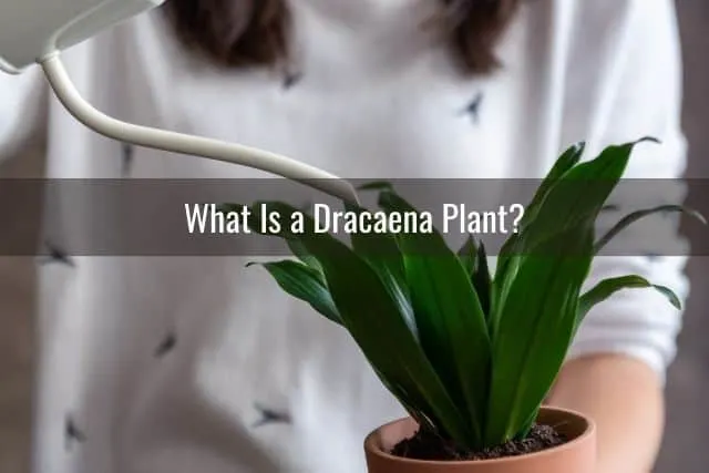 What Is a Dracaena Plant?