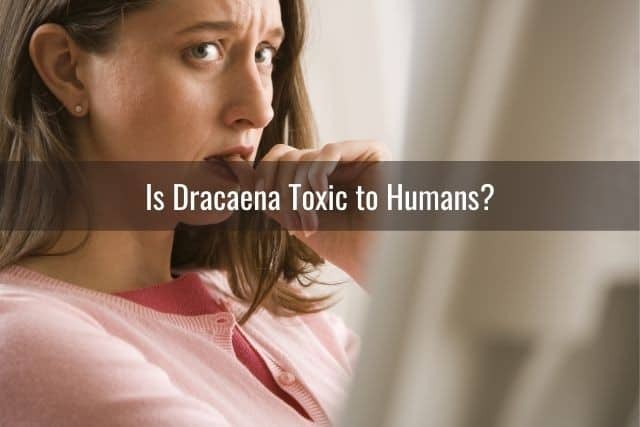 Is Dracaena Toxic to Humans?