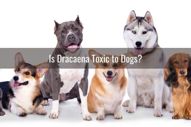Is Dracaena Toxic to Dogs?