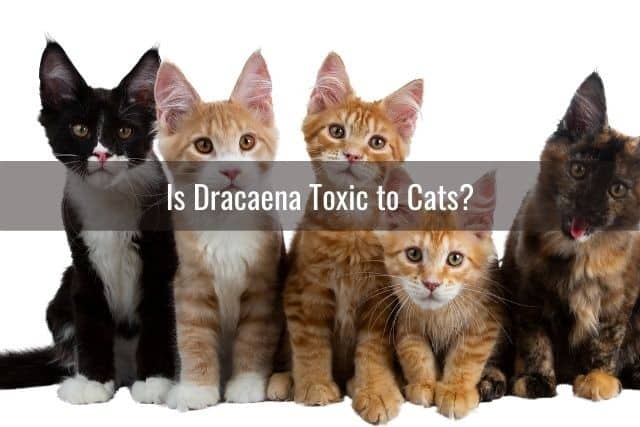 Is Dracaena Toxic to Cats?