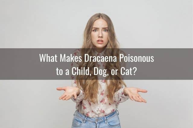 What Makes Dracaena Poisonous to a Child, Dog, or Cat?