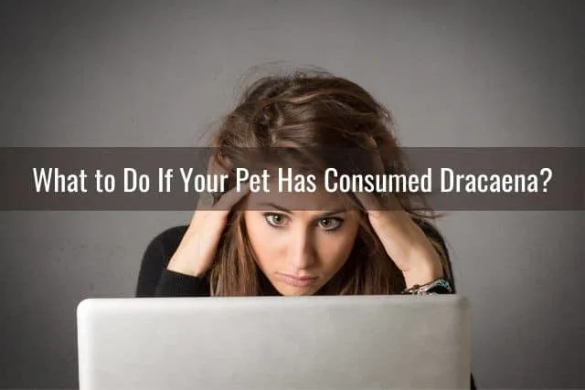 What to Do If Your Pet Has Consumed Dracaena?