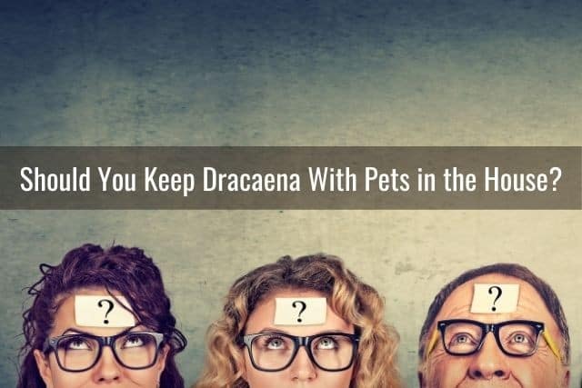 Should You Keep Dracaena With Pets in the House?