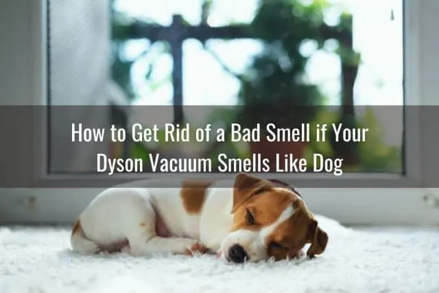 How to Get Rid of a Bad Smell if Your Dyson Vacuum Smells Like Dog