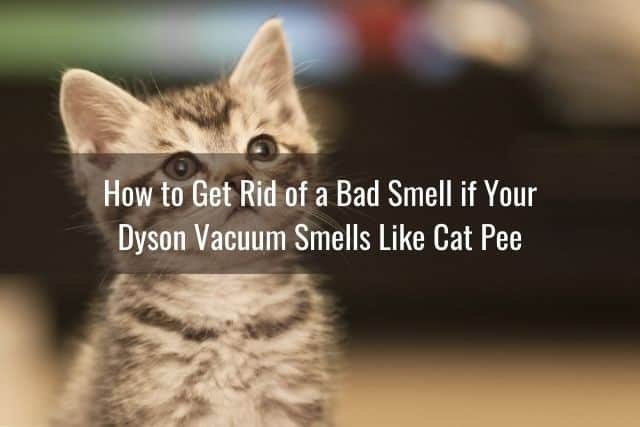 How to Get Rid of a Bad Smell if Your Dyson Vacuum Smells Like Cat Pee