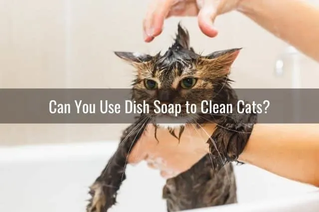 Cat getting a bath in a tub