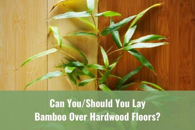 Bamboo plant in front of bamboo flooring