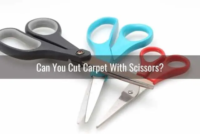 Collection of scissors