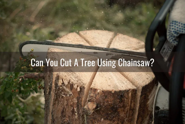 Chain saw to cut tree