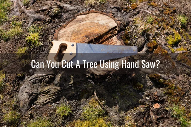 toold to cut tree