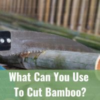 Cutting the bamboo
