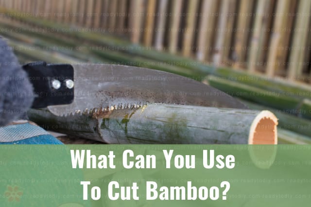 Cutting the bamboo